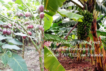 L’Agroécologie, Pilier d’une Transition Écologique et Sociale (APTES) au Rwanda